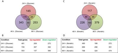 StuA-Regulated Processes in the Dermatophyte Trichophyton rubrum: Transcription Profile, Cell-Cell Adhesion, and Immunomodulation